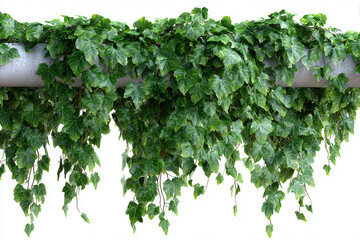 Fototapeta premium Lush green ivy vines hanging from a horizontal surface isolated on white background