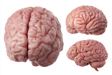 Three realistic human brain models shown from different angles isolated on white background