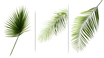 Obraz premium three vertical poster palm leaves on white background