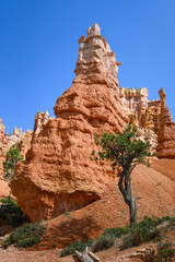 Looking up from base of the amphitheater on queens trail at dramatic orange rock hoodoos, summer vacation exploring in Bryce Canyon National Park, Utah
