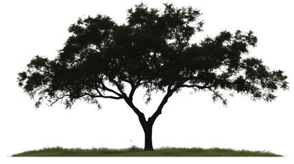 Obraz premium tree silhouettes on white background