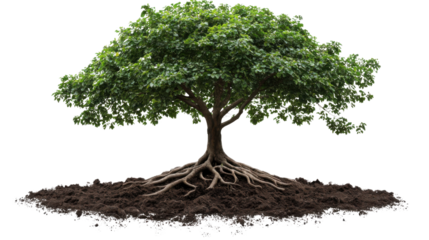 tree with lush green leaves on white background