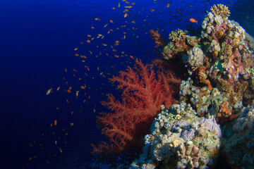 Corner of a reef where a beautiful red soft coral stands out