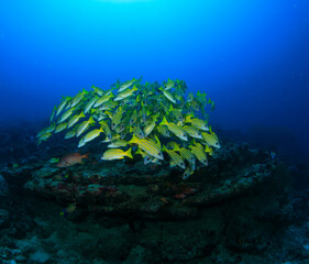 A group of sweetlips pose close together on the reef.