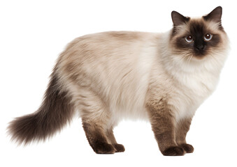 Elegant standing Colorpoint cat showcasing its distinctive markings and striking blue eyes on a transparent background in high-quality PNG format.