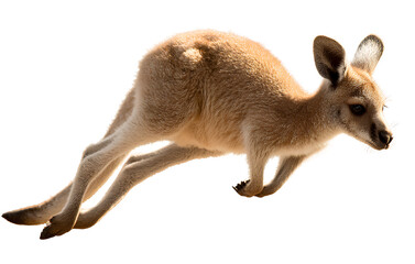 A cute baby kangaroo jumping, isolated on a transparent background