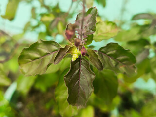 indian-organic-tulshi-pant-bacground