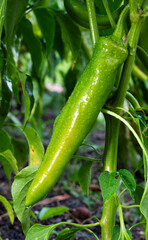 Long green chili on the plant soaked after a rain shower