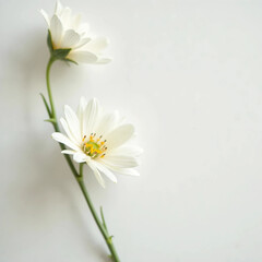 white daisy flowers in white background