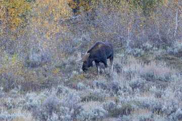 Bull moose with calf in Grand Teton National Park
