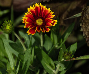 yellow flower in the garden