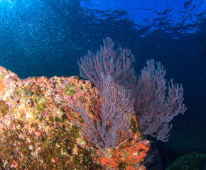 Violet-hued gorgonians live on the reef, surrounded by great marine life.