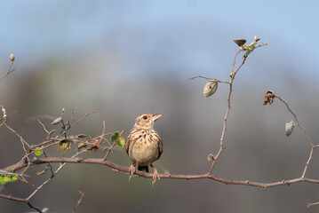 A vibrant Indian bush lark perched on a dry thin branch . The background is blurred with lot of branches and dry leaves.