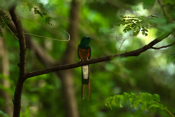 A vibrant close up of a male White rumped shama perched on a thorny branch with soft natural light with a blurred green forest background.