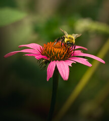One flower, one bee, one perfect balance.