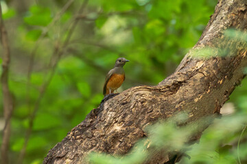 A vibrant close up of a female White rumped shama perched on a thorny branch with soft natural light with a blurred green forest background.