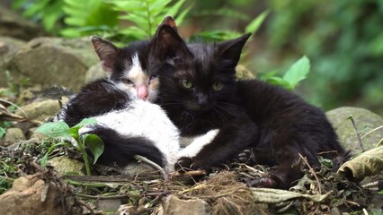 Two black and white cats in the middle of nature
