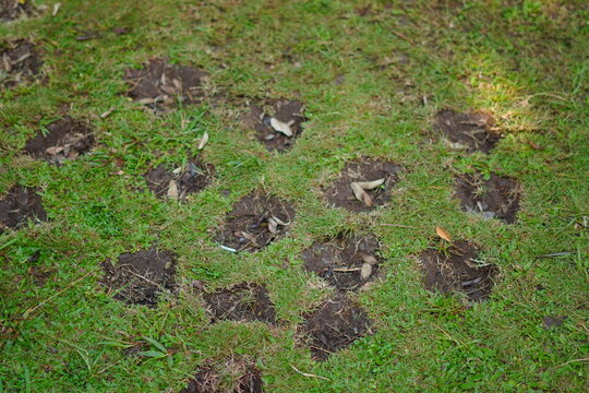 Grassy ground that has been dug up a little to be planted with grass again