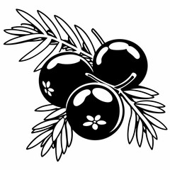 Detailed Line Art of Juniper Berries and Foliage, Suitable for Botanical Illustrations