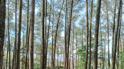 Fototapeta premium Beautiful and refreshing view of the pine forest.