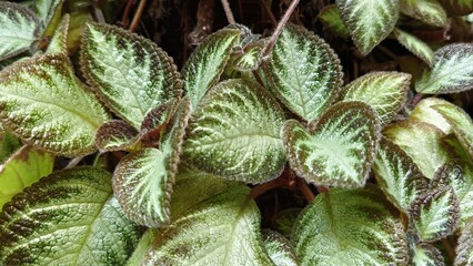 Obraz premium Fuzzy Green Leaves with Dark Veins