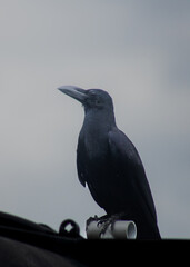 raven on a branch