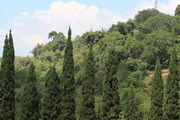 forest in the mountains