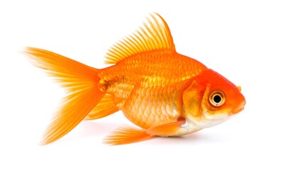 Vibrant Orange Goldfish Isolated on White with Perfect for Design  Illustration.