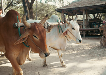 Thailand, Chiang Mai, tourism, travel