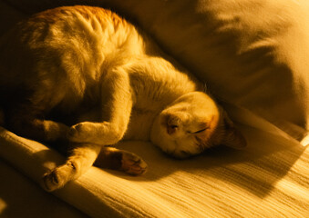 Cat sleeping in bed