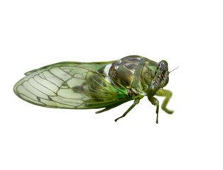 A cicada in Highlands Hammock State Park, central Florida 
Cropped out of my original photo and isolated on a transparent background. PNG asset for your graphic projects.