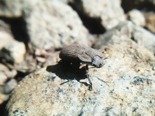the bug on a rock