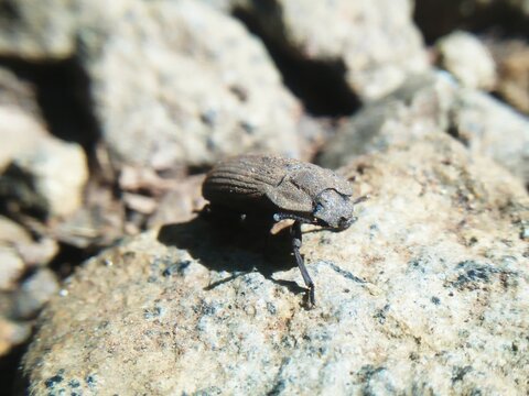 the bug on a rock