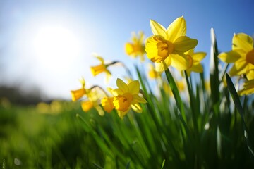 Fototapeta premium yellow daffodils in spring