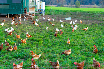 Free Range Chicken in Enclosure