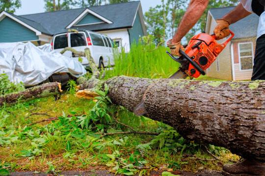 Worker cuts down fallen tree with chainsaw in suburban neighborhood after storm