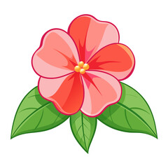 white background on flower Impatiens