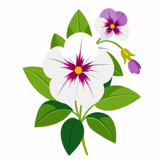 white background on flower Million Bells (Calibrach)