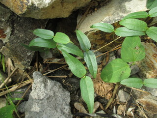 a week old green bean tree