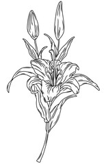 a flower with two flower buds that have not yet opened