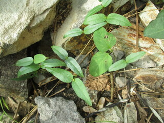 a week old green bean tree