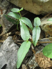 a week old green bean tree
