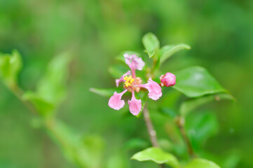 Acerola, Barbados Cherry or glabra or  Malpighia or Malpighia glabra or malpighia punicifolia or...
