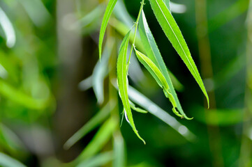 Salix babylonica var or pekinensis or Pendula or Weeping Willow or Salix babylonica L, SALICACEAE