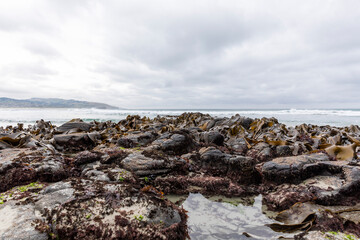 Pacific Ocean from Second Beach, Dunedin, New Zealand