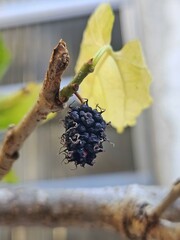 Close-up of a malnourished blackberry, displaying a rich and complex texture. The blackberry, with its dark hues, hangs from a branch with yellow leaves, evoking autumn and the passage of time.