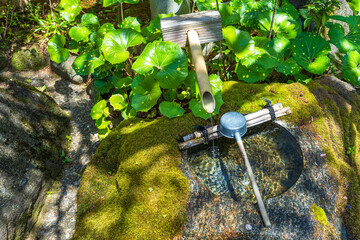 苔むした手水鉢と清らかな水