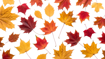 maple leaves background