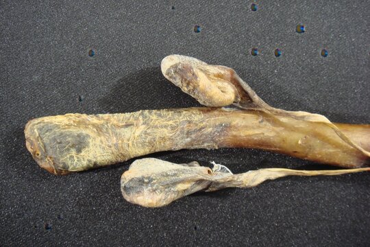 A close-up view of Haegusin (sea dog penis sheath), a traditional Korean medicinal ingredient, dried and curled with fibrous texture.