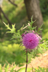 wild flower, artichoke